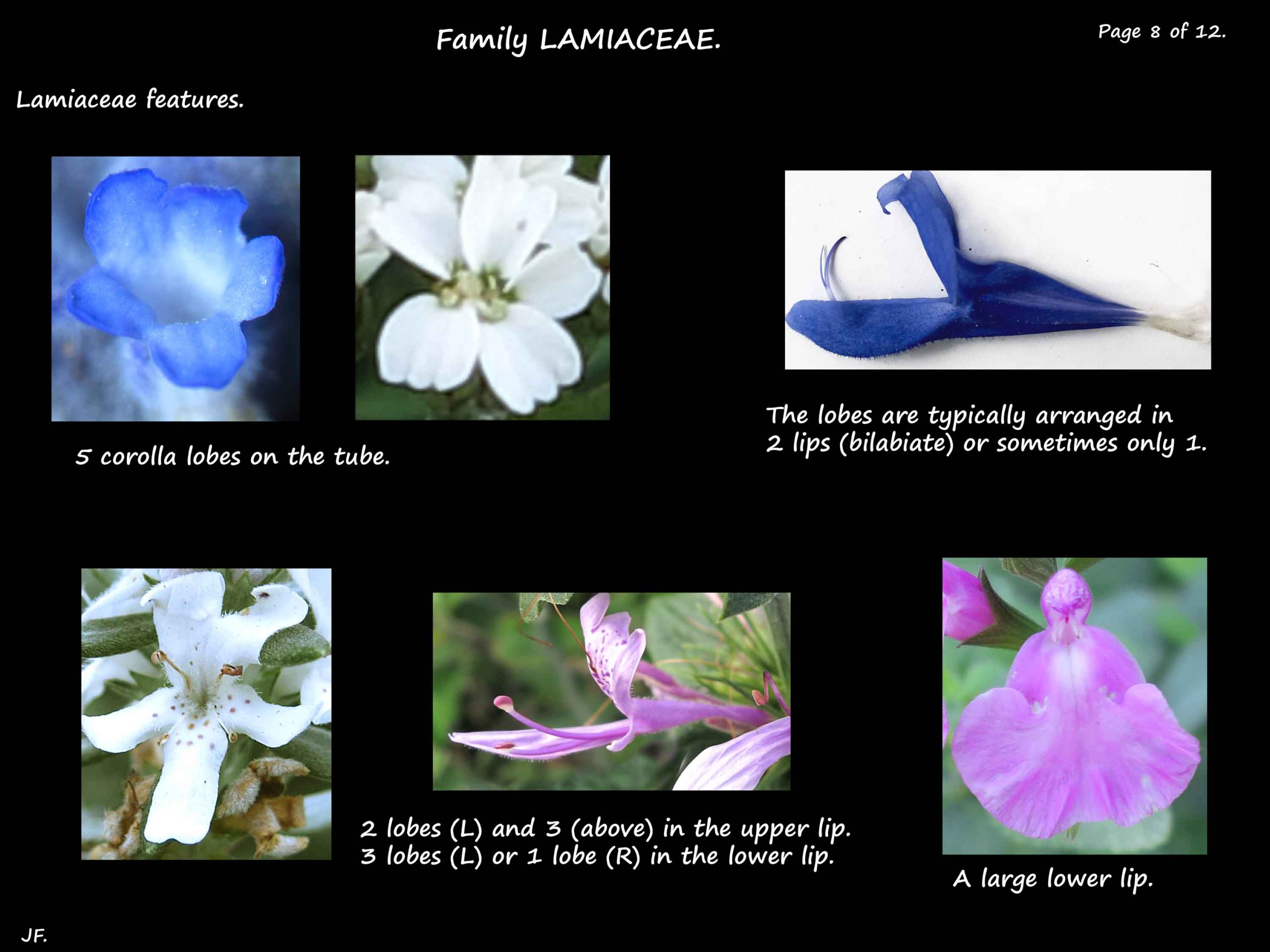8 Bilabiate corollas in Lamiaceae
